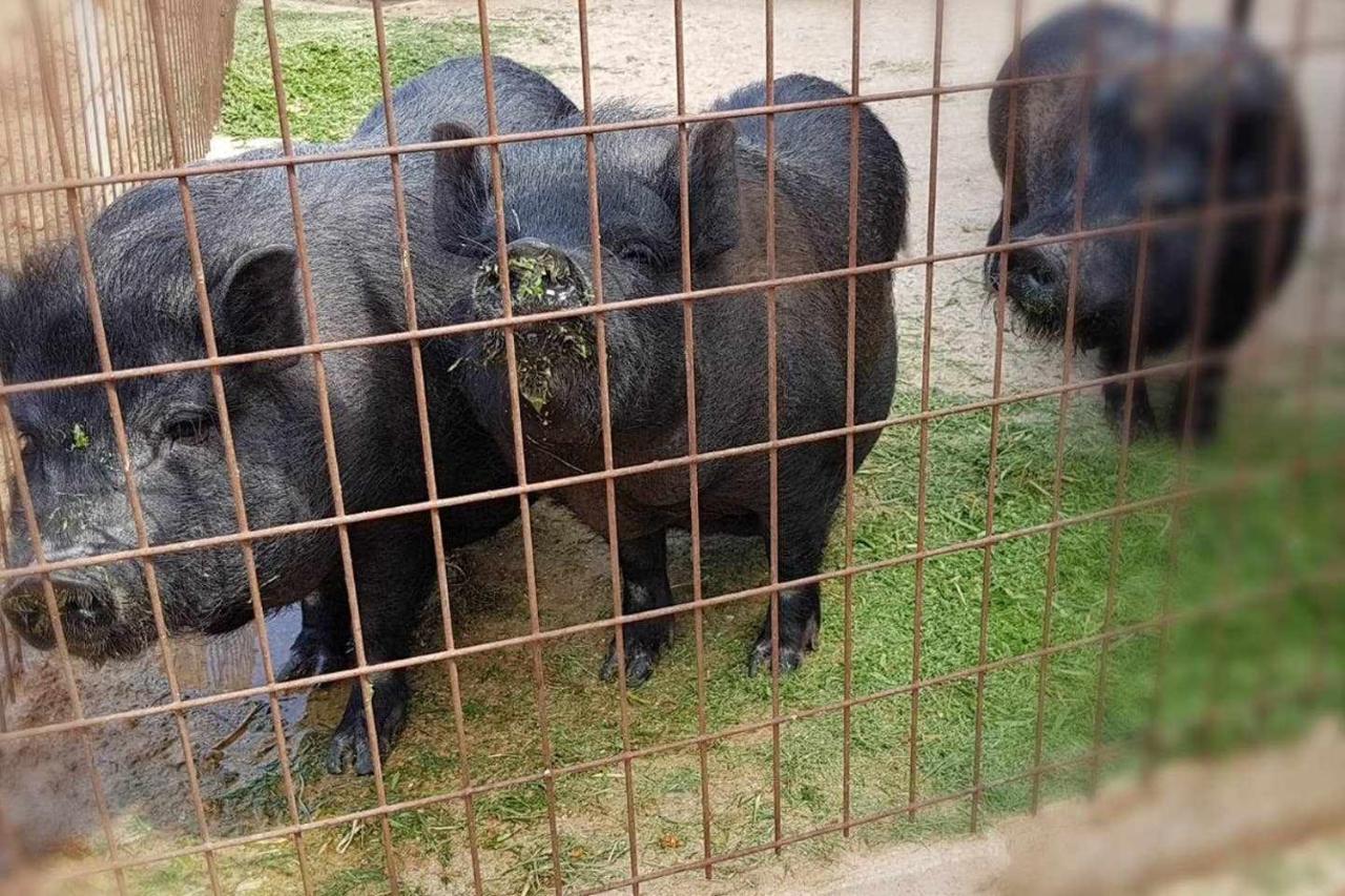 Casa Rural Finca Real De Niebla ξενώνας Εξωτερικό φωτογραφία