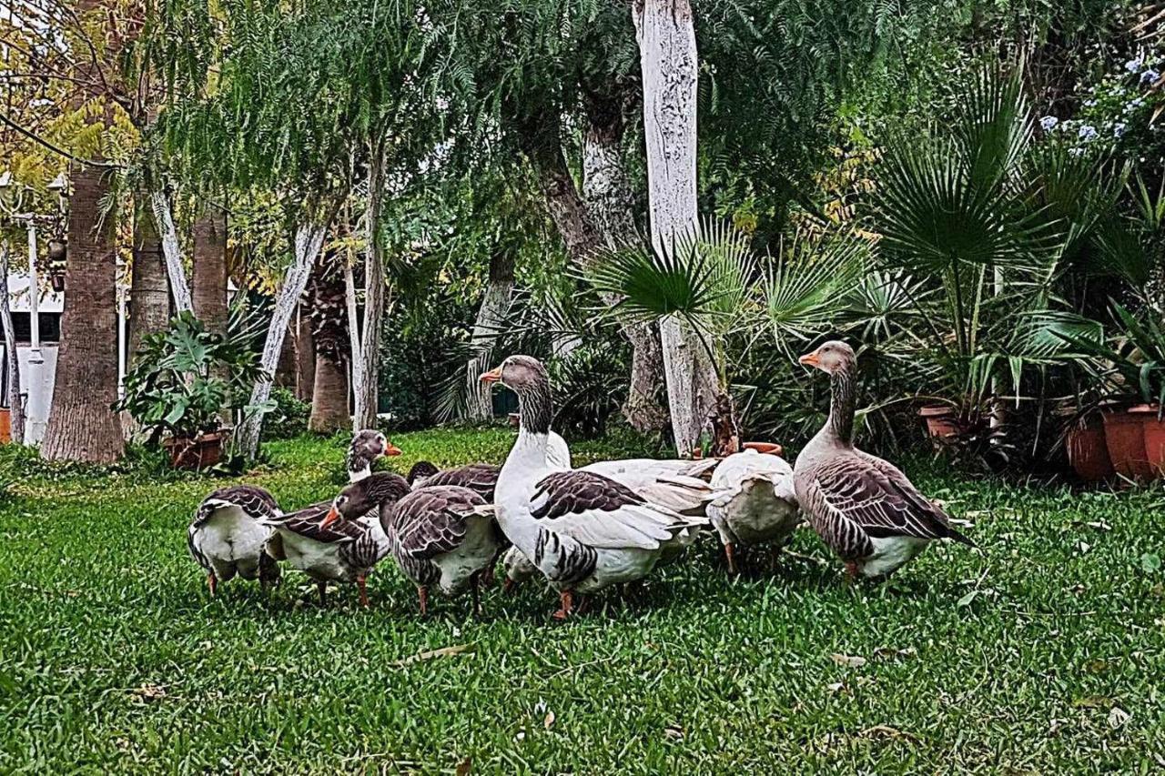 Casa Rural Finca Real De Niebla ξενώνας Εξωτερικό φωτογραφία