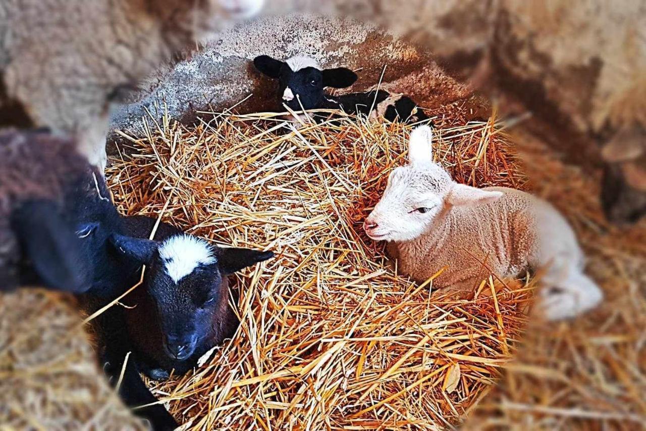 Casa Rural Finca Real De Niebla ξενώνας Εξωτερικό φωτογραφία